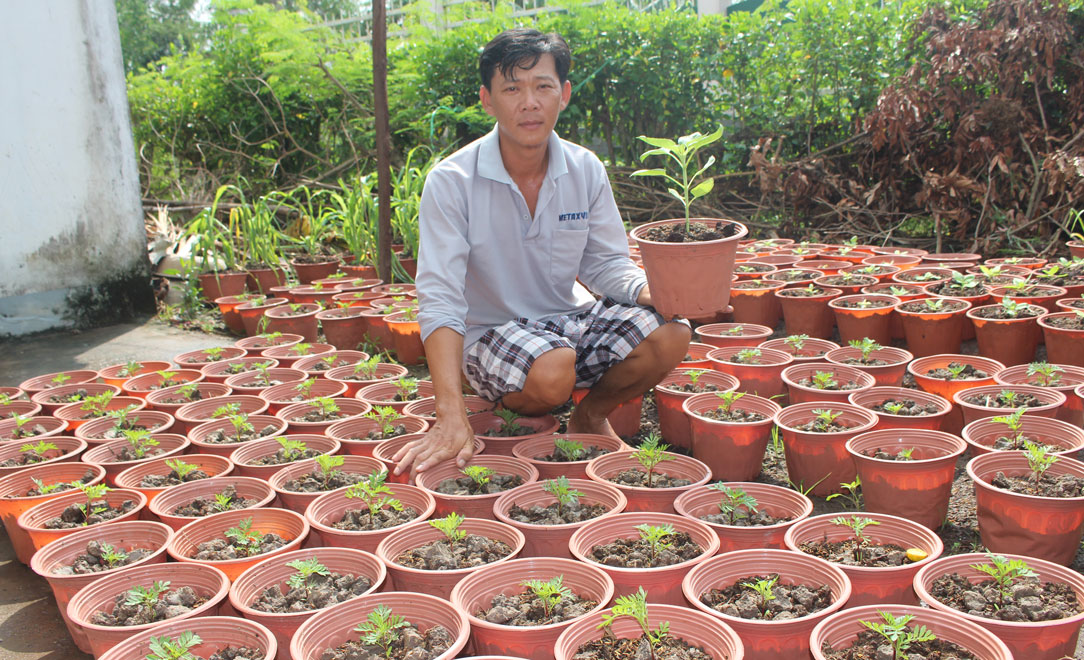 Nông dân tất bật chuẩn bị hoa tết Nông dân tất bật trồng hoa phục vụ thị trường tết