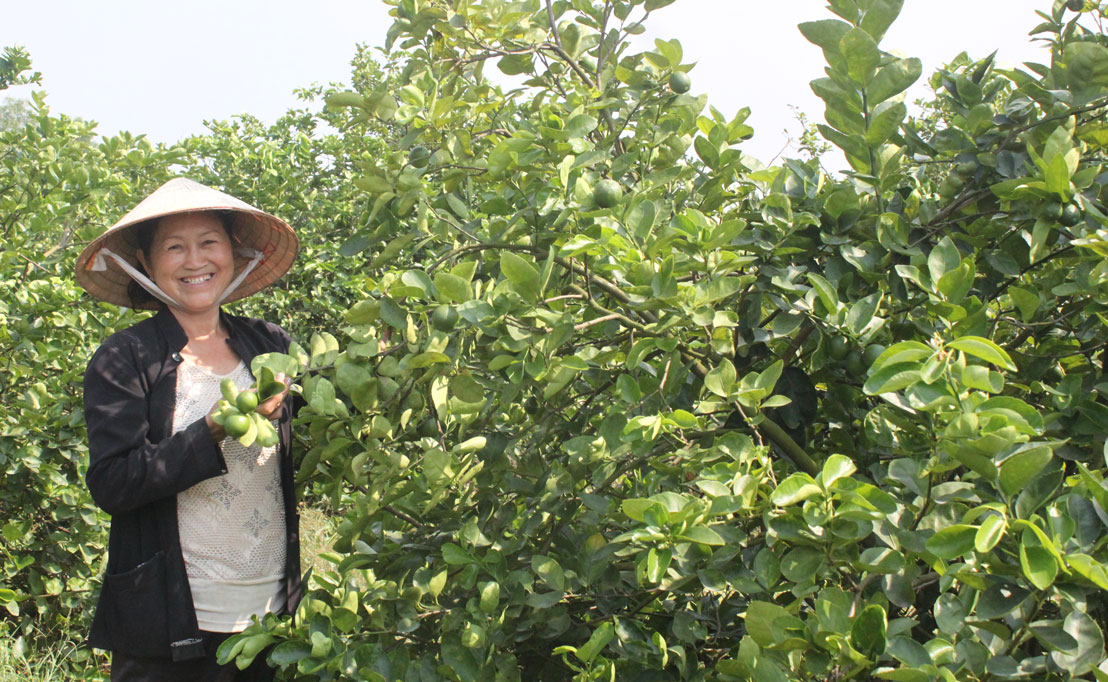 Với mô hình trồng, thu mua và xuất khẩu chanh không hạt,vgia đình bà Bùi Thị Ba đóng góp tích cực vào quá trình phát triển kinh tế của địa phương