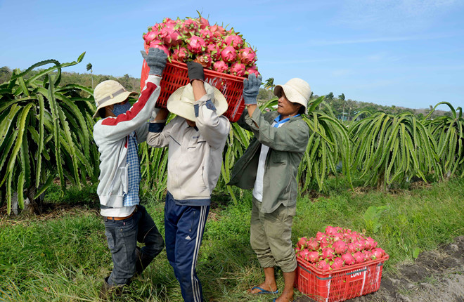 Châu Âu 'siết' chất lượng thanh long Việt Nam