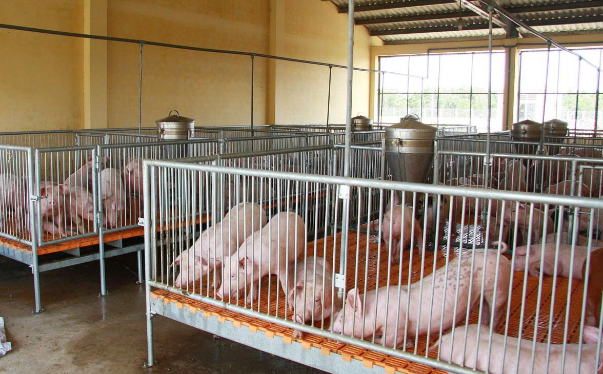 Chăn nuôi phục vụ thị trường tết Chăn nuôi heo phục vụ tết