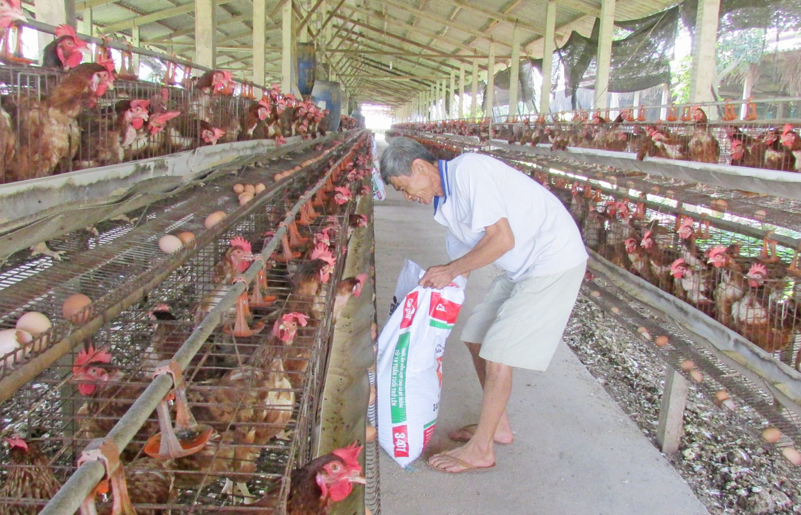 Chăn nuôi phục vụ thị trường tết Chăn nuôi phục vụ tết