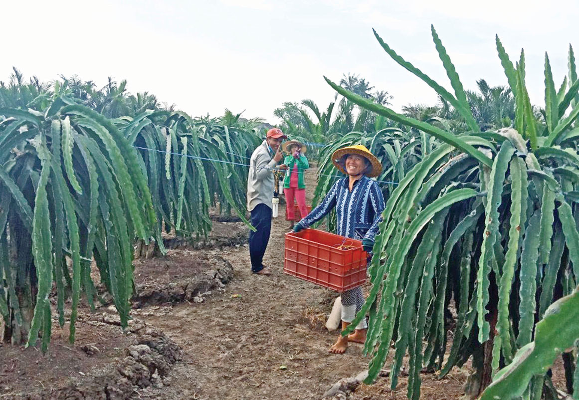 Hàng chục tổ, nhóm lao động nông thôn tại xã Thanh Phú Long giúp nông dân có thu nhập ổn định
