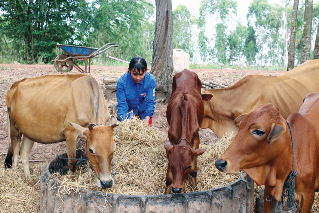 Mô hình nuôi bò sinh sản của Chi hội Phụ nữ ấp Bàu Nâu, xã Thái Trị giúp nhiều hội viên thoát nghèo