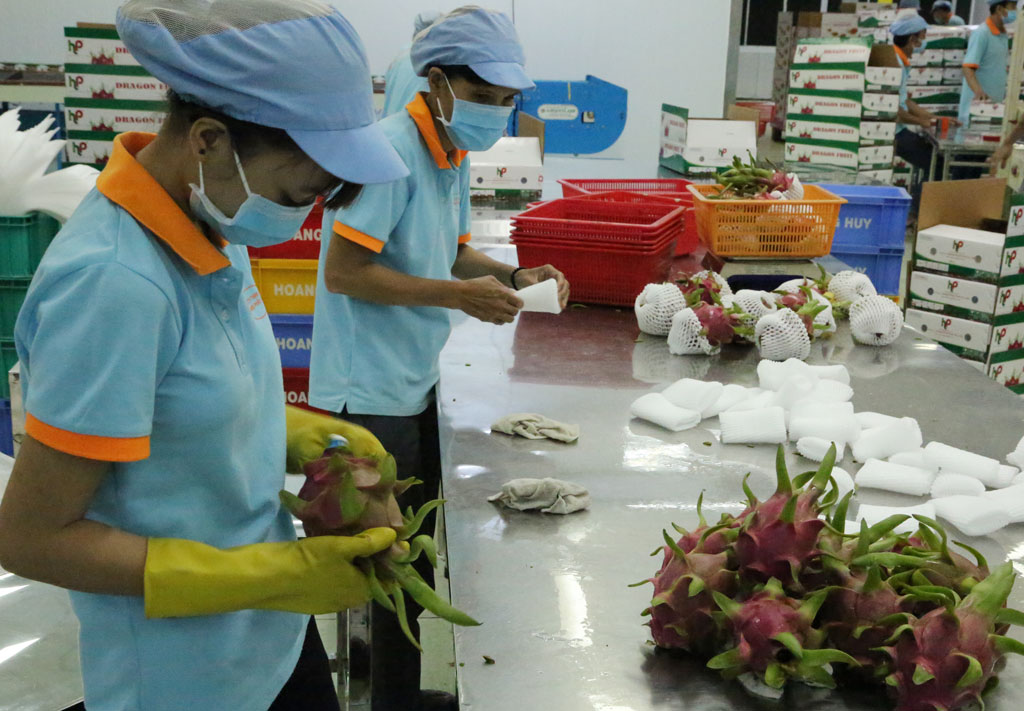 Sản xuất thanh long ứng dụng công nghệ cao - Hướng tới xuất khẩu và tiêu thụ bền vững