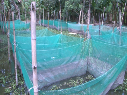 Thu nhập hàng trăm triệu nhờ nuôi rắn ri cá trong vèo Khu nuôi rắn ra cá trong vèo của anh Bùi Hoàng Bằng
