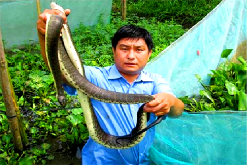 Mỗi năm anh Bằng thu nhập hơn 400 triệu đồng từ mô hình nuôi rắn ri cá trong vèo