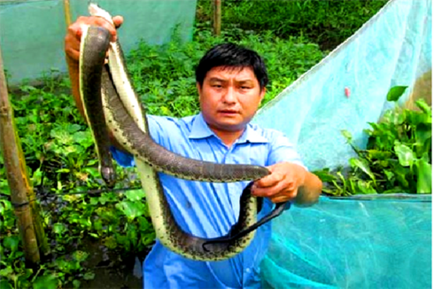 Thu nhập hàng trăm triệu nhờ nuôi rắn ri cá trong vèo Mỗi năm anh Bằng thu nhập hơn 400 triệu đồng từ mô hình nuôi rắn ri cá trong vèo