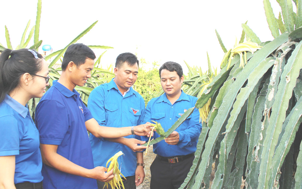 Để đầu ra hàng hóa nông sản ổn định, đoàn viên, thanh niên cần thay đổi tư duy sản xuất, sản phẩm làm ra phải đạt tiêu chuẩn an toàn