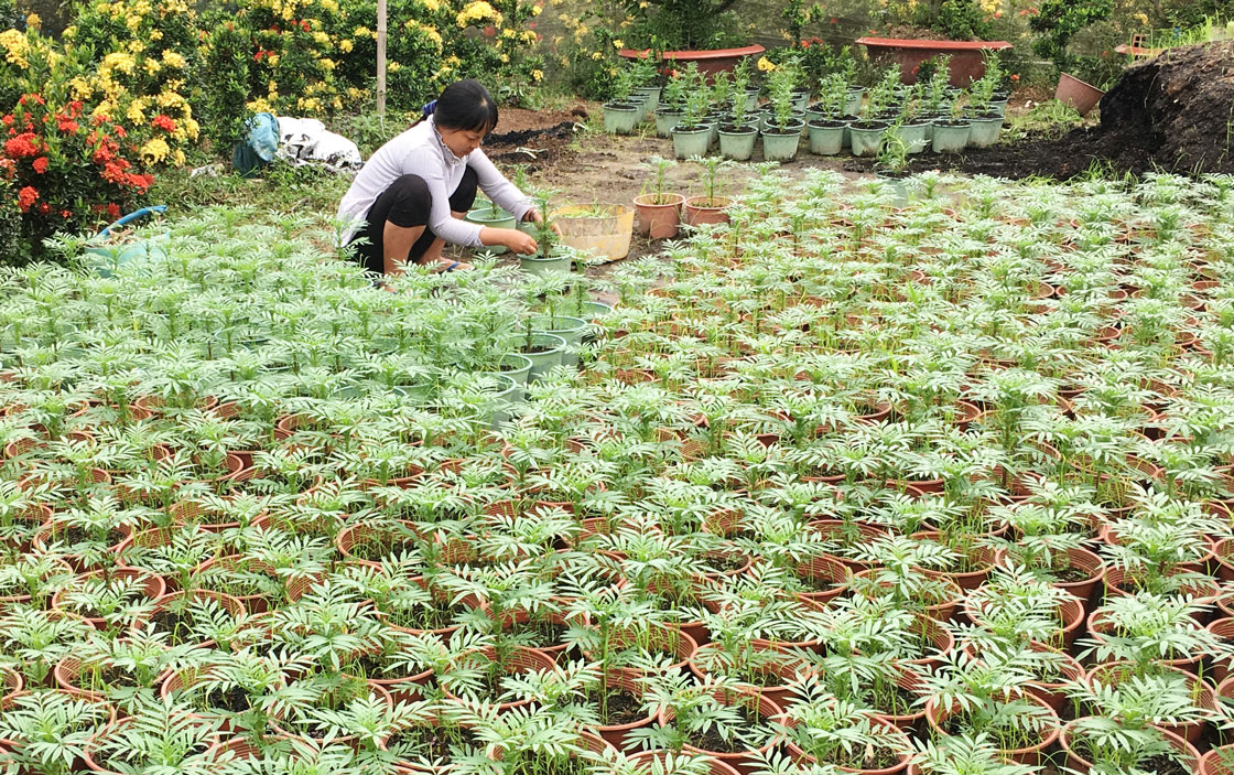 Ngoài trồng lúa, nông dân Kiến Tường có thêm thu nhập nhờ trồng hoa tết