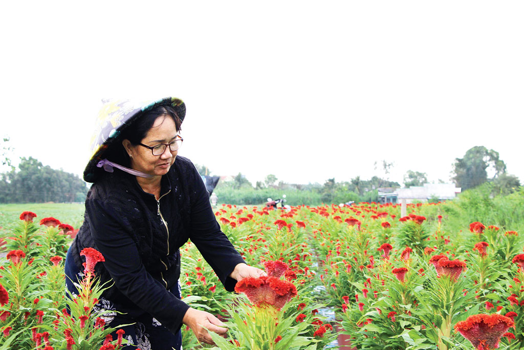 Giữa lòng TP.Tân An có một cánh đồng hoa trong chậu đang vươn mình chờ tết (Trong ảnh: Vườn hoa của ông Ba Hà)