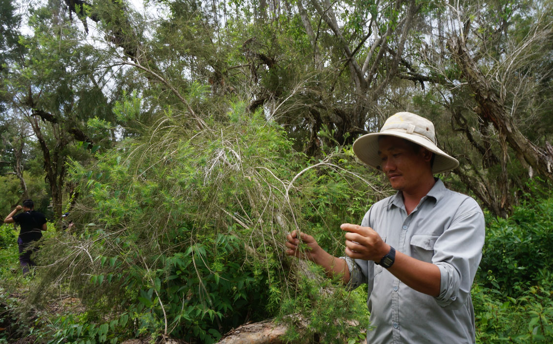 Ông Dương Văn Toản - Phó Giám đốc Khu bảo tồn, giới thiệu về những cây tràm Úc