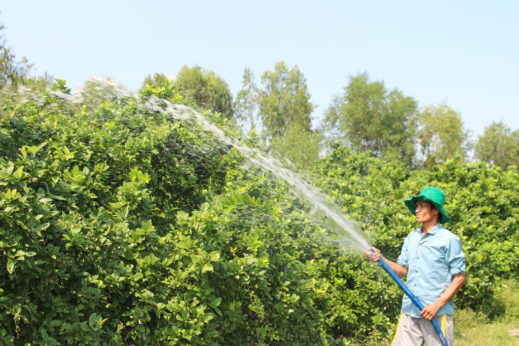 Ông Nguyễn Văn Đại, ngụ ấp 2, xã Mỹ Bình được Nhà nước hỗ trợ vốn, làm ăn hiệu quả, vươn lên thoát nghèo