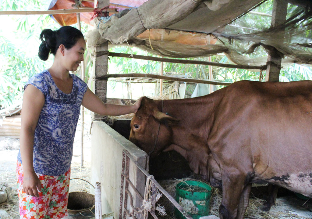 Nhờ nguồn vốn vay, chị Phạm Thị Ngọc Thu mua bò về nuôi