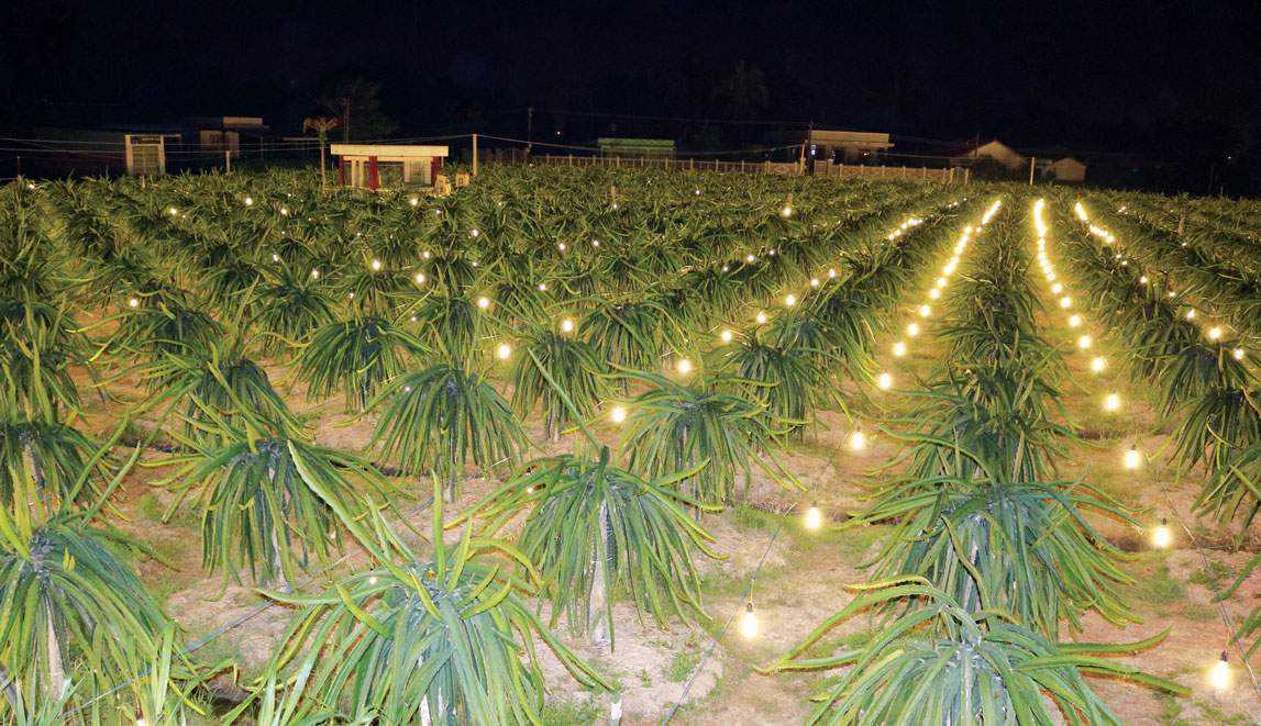 Tân Trụ quy hoạch vùng sản xuất thanh long ứng dụng công nghệ cao