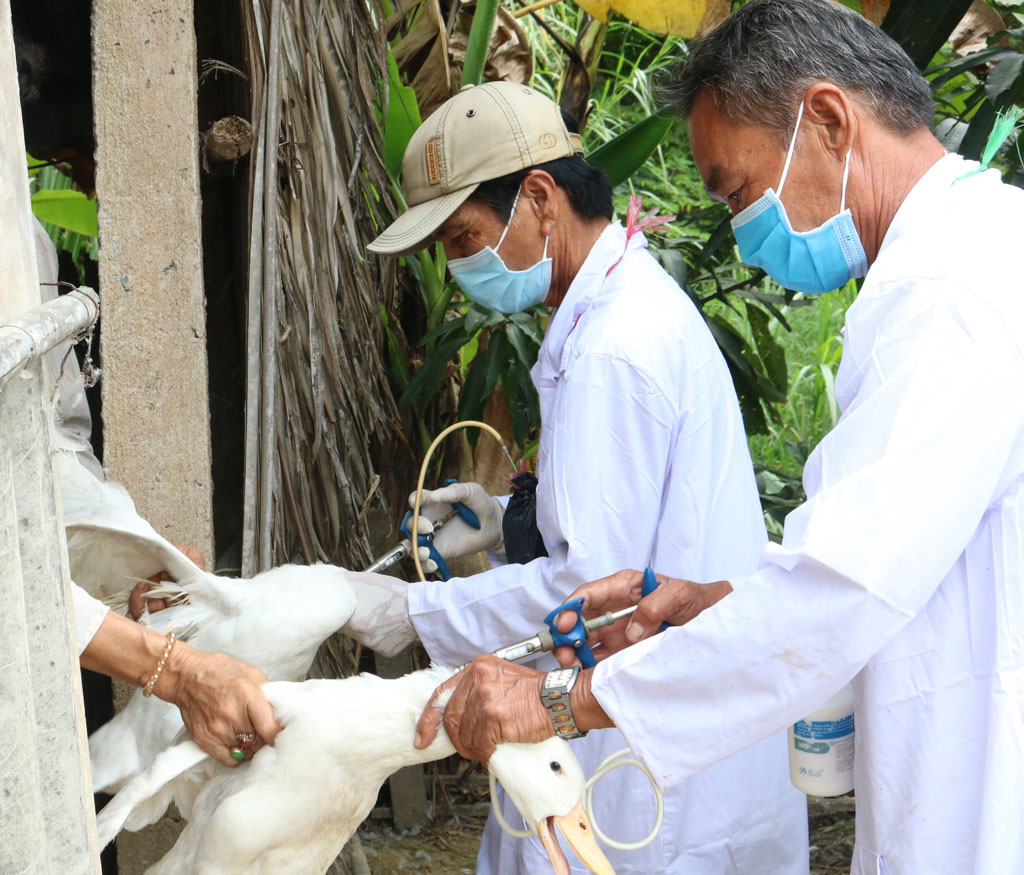Tập trung phòng, chống dịch bệnh trên gia súc, gia cầm Triển khai tiêm phòng vắc-xin để bảo vệ đàn gia cầm (Ảnh chụp tại xã Long Sơn, huyện Cần Đước)