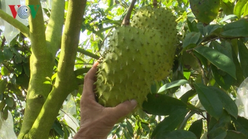 Những trái mãng cầu vàng