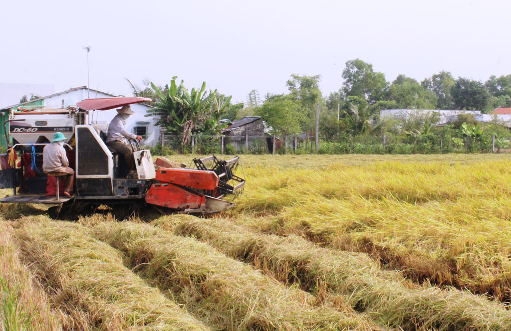 Tân Thạnh: Nỗ lực hoàn thành các chỉ tiêu nghị quyết đề ra