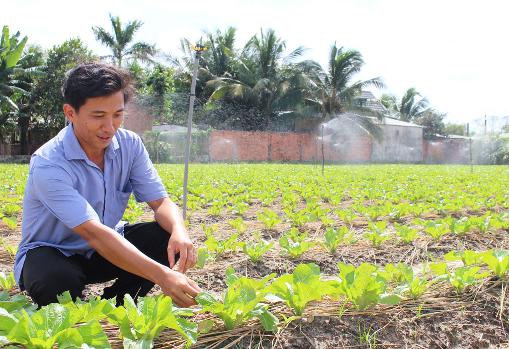 Sản xuất rau theo hướng an toàn sinh học giúp người dân nâng cao thu nhập