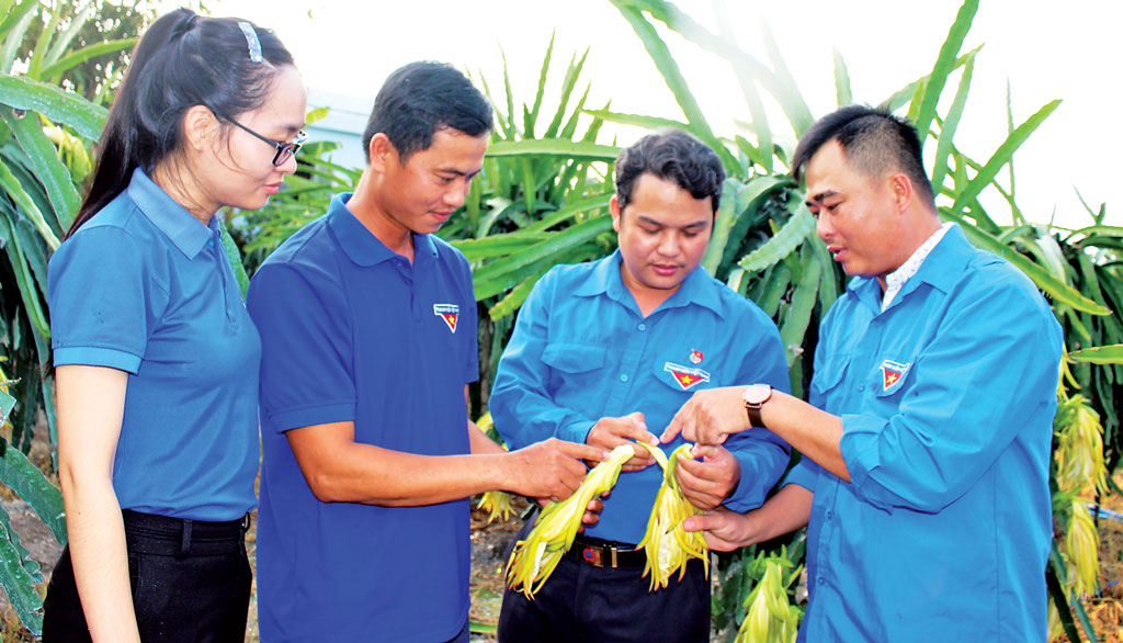 Anh Phan Châu Linh (bìa phải) hướng dẫn đoàn viên, thanh niên kỹ thuật trồng thanh long
