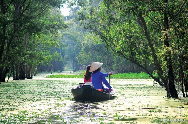 Rừng tràm Trà Sư, An Giang, là mái nhà của nhiều loài chim đến mùa di trú bay về làm tổ. (Ảnh: Phương Nguyễn/Đẹp)