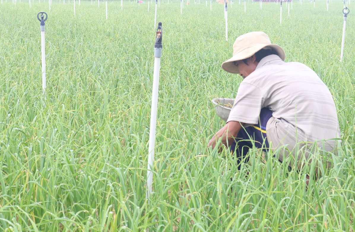 Theo ông Hoàng (người dân sống trên đảo Lý Sơn), gia đình có hơn 1.000m2 đất trồng tỏi, mỗi năm thu nhập ổn định, diện tích đang trồng khoảng tháng 2 âm lịch sẽ thu hoạch