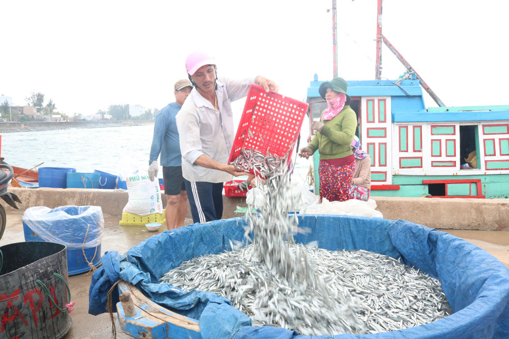 Theo ngư dân, cá cơm than có giá 15.000 đồng/kg, loại cá này có nhiều tại vùng biển Lý Sơn, mang lại nguồn thu nhập ổn định cho người dân nơi đây. Cá là nguyên liệu dùng làm nước mắm