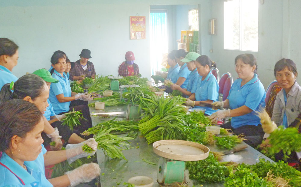 Thành viên Hợp tác xã Phước Hòa (Long Khê) tuyển lựa các loại rau thơm vừa thu hoạch (đạt chất lượng VietGAP) để đưa ra thị trường