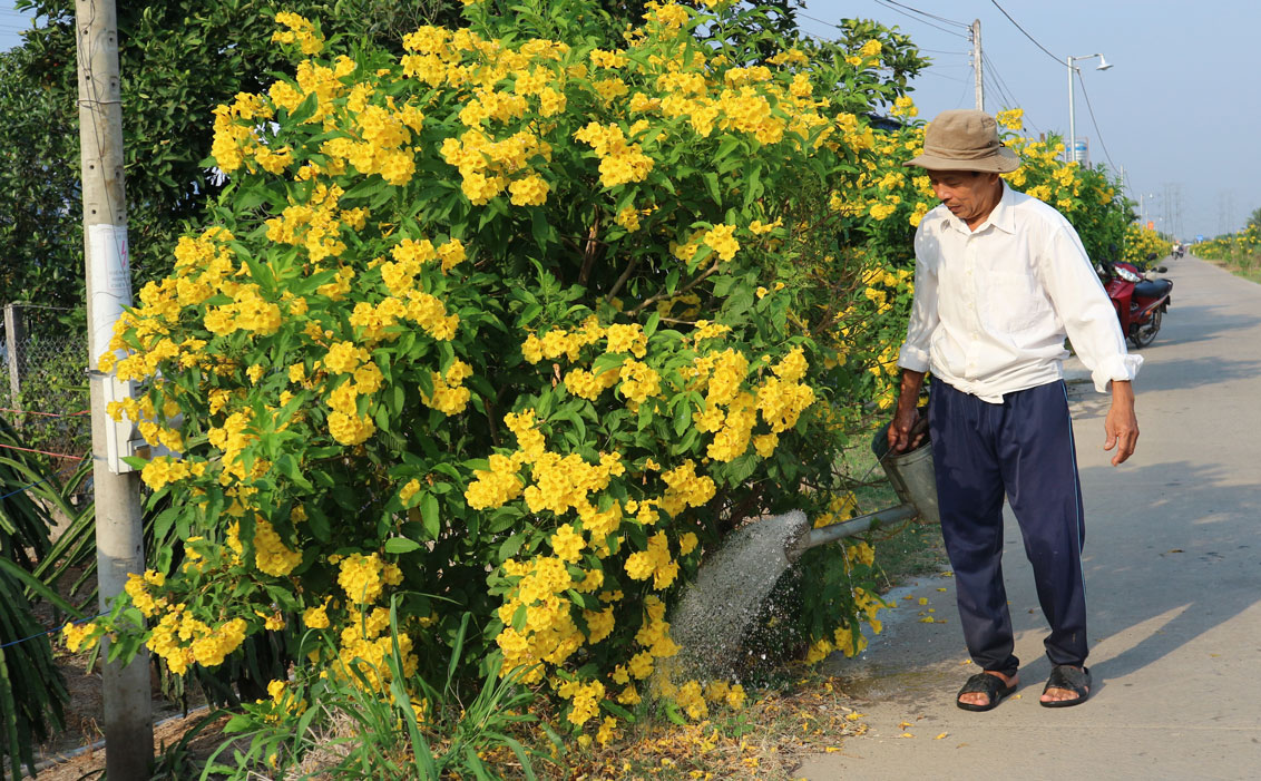 Ông Huỳnh Duy Ân, ngụ ấp 2, xã Hòa Phú, tham gia tưới hoa trên tuyến đường Kênh Nổi