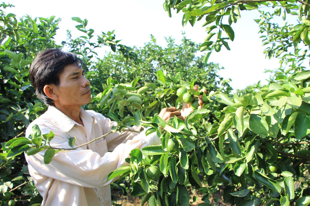 Chanh dịp tết đang được giá, anh Sơn tranh thủ chăm thêm ít ngày rồi lựa lứa trái “đúng vóc” hái bán lấy tiền sắm tết