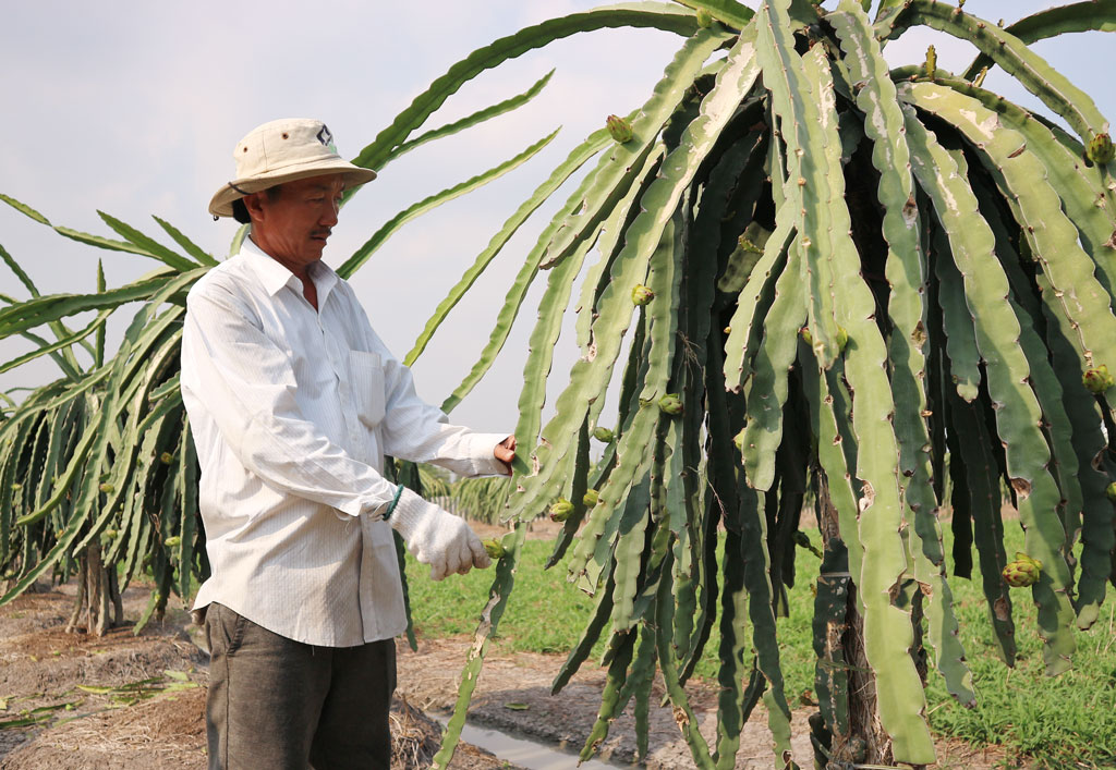 Chương trình nông nghiệp sạch của xã Hòa Phú được người dân tích cực hưởng ứng