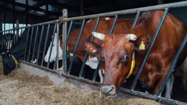 Một trang trại nuôi bò ở Ba Lan. (Nguồn: Getty Images)