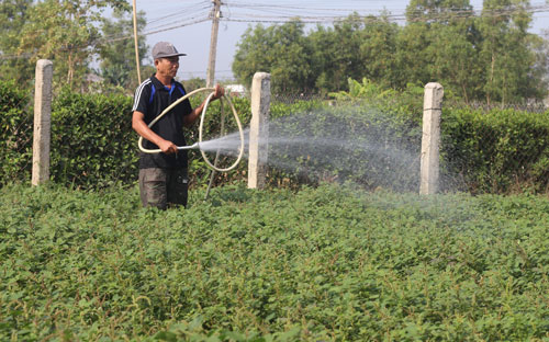 Nông dân tích cực sản xuất những ngày đầu năm mới