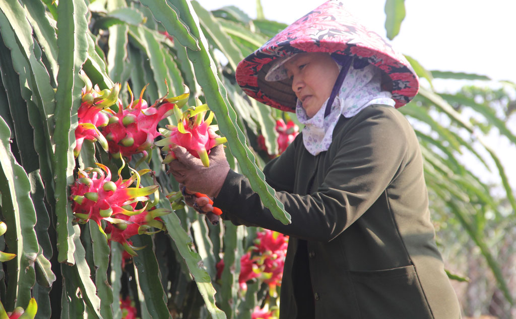 Hướng đến nông nghiệp công nghệ cao và bền vững