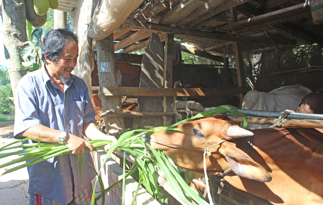 Năm 2008, ông Nguyễn Văn Hoa được hỗ trợ 1 con bò giống