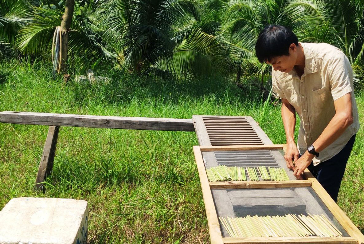 Ngoài sản xuất ống hút cỏ bàng tươi, anh Trần Minh Tiến còn phơi khô để bảo quản được lâu hơn