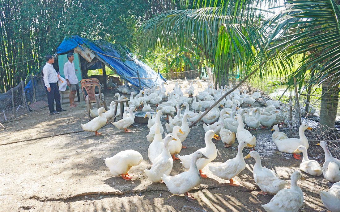 Tham gia tổ hợp tác nuôi vịt đẻ, các thành viên có nguồn thu nhập ổn định, vươn lên khá giả