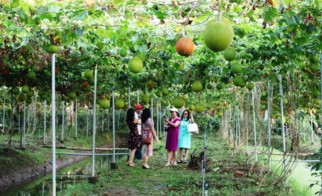Gac (spiny gourd) fruit, which has special health benefits, grows in Thach Thao Garden in Tien Giang province’s My Tho City (Photo: VNA)
