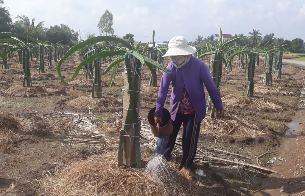 Người dân Bình Trinh Đông chuyển đổi cây trồng