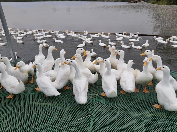 Vietnamese duck meat to be shipped abroad Mavin Group has imported high-quality duck breeds from the UK and France to Vietnam and applied modern cross-breeding technologies to create breeds suitable to the local climate. (Source: mavin-group.com)