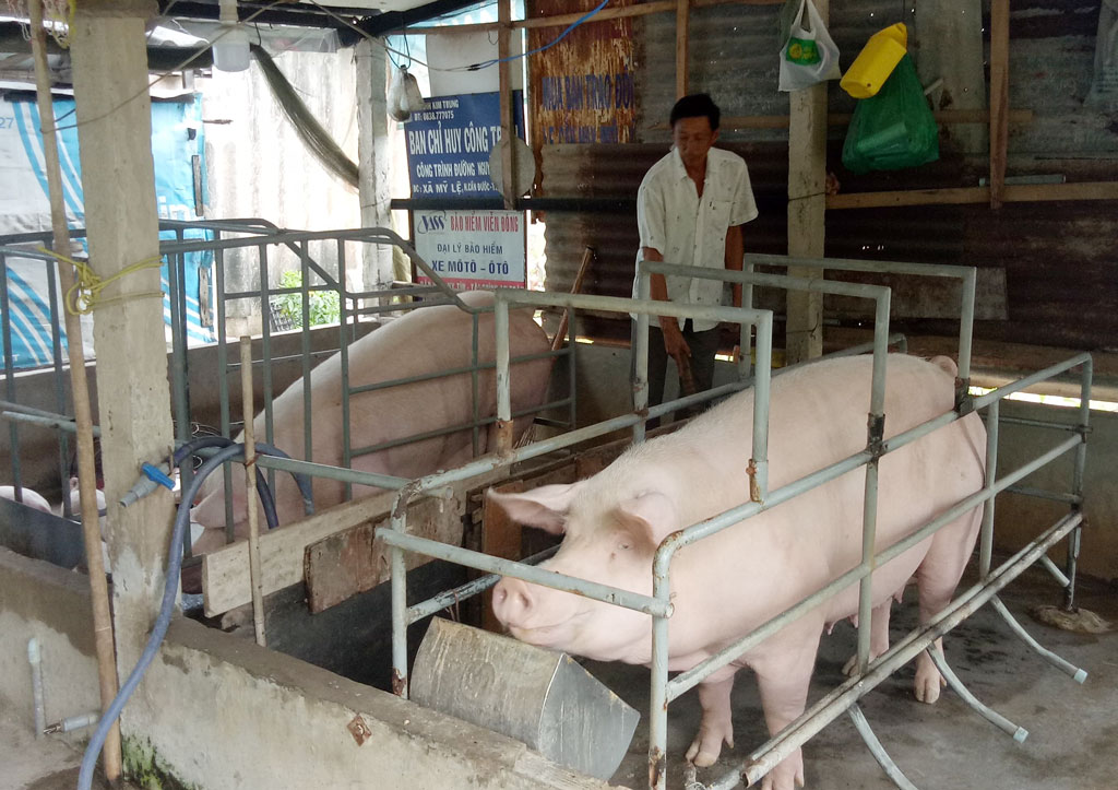 Người chăn nuôi chủ động phòng bệnh trên gia súc, gia cầm Người chăn nuôi chủ động phòng bệnh trên gia súc
