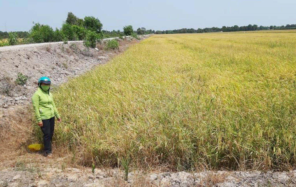 Nông dân thất vọng vì doanh nghiệp không mua lúa