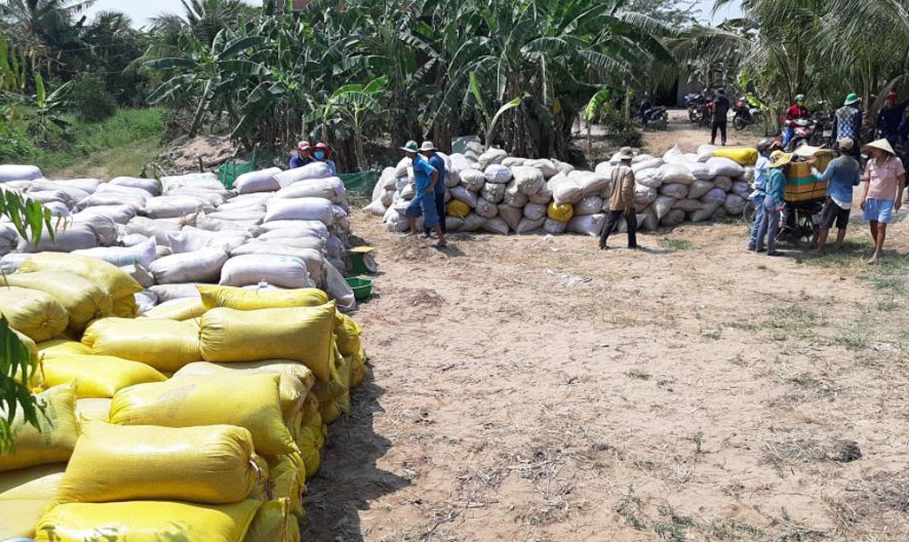 Nông dân thất vọng vì doanh nghiệp không mua lúa