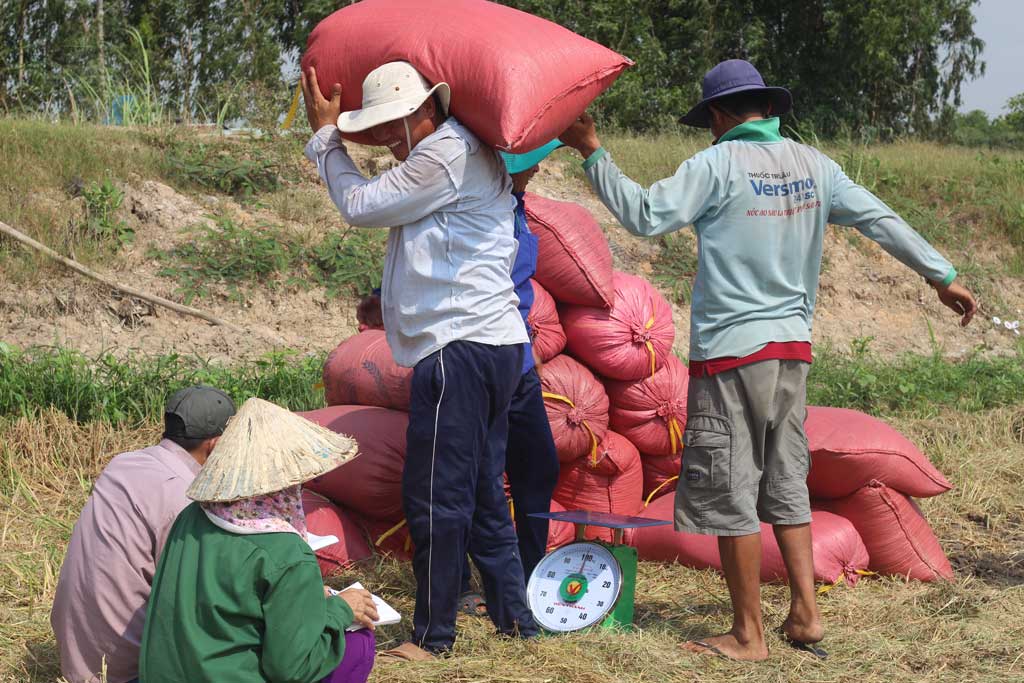 Nông dân thu hoạch lúa Đông Xuân được mùa nhưng rớt giá