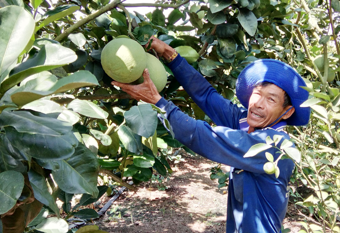 Mô hình trồng bưởi mang lại hiệu quả cao