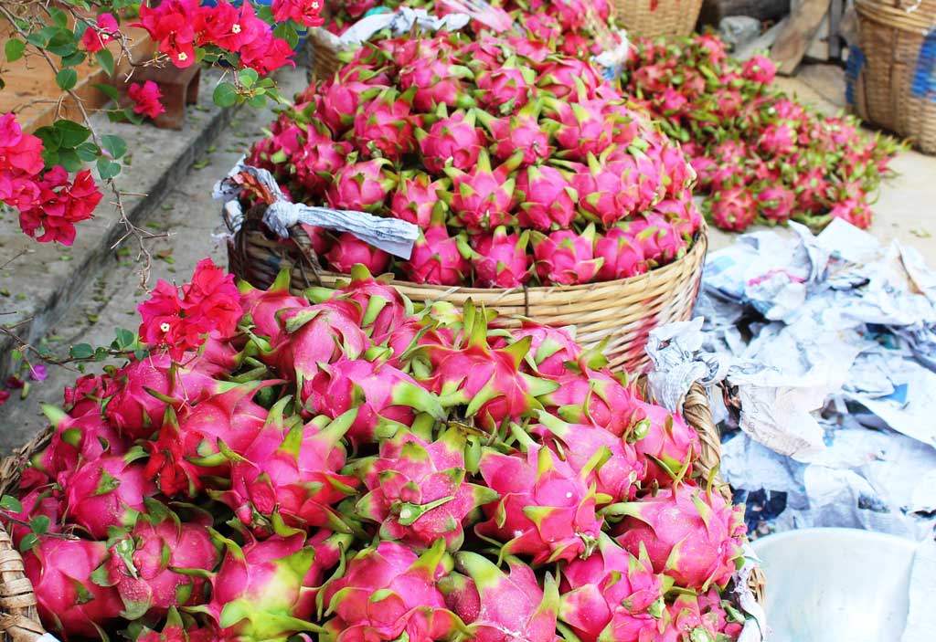 Thanh long leo giàn - Hướng đi mới của người dân Trồng giàn thanh long thường cho trái ra từ cành gốc, chất lượng ngon