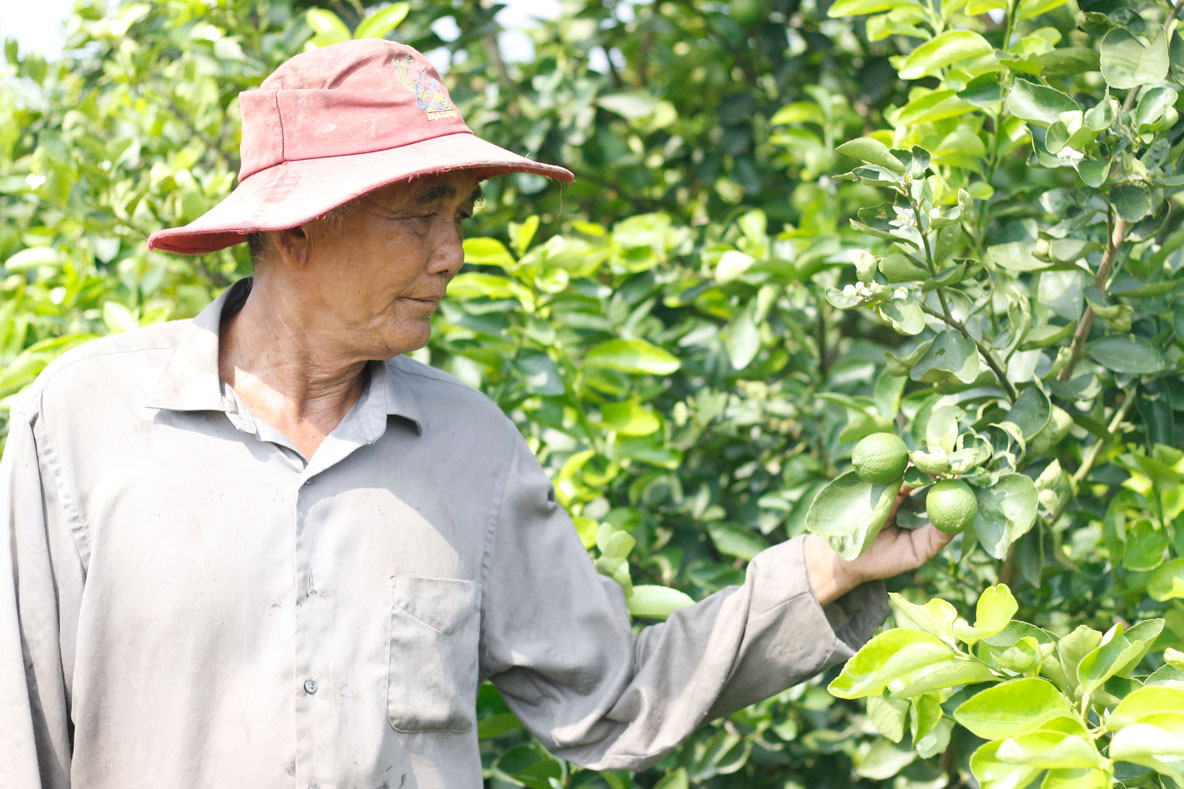 Nông dân pahỉ thay đổi tư duy sản xuất, quan tâm tìm hiểu và đón đầu thị trường để tránh tình trạng cung vượt cầu