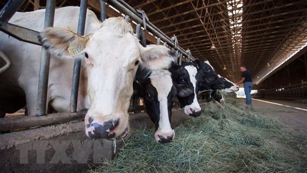 Trang trại nuôi bò sữa ở Surrey, tỉnh cực Tây British Columbia, Canada ngày 30/8/2018. (Ảnh: CANADA PRESS/ TTXVN)