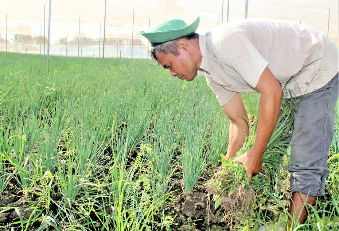 Ông Nguyễn Minh Thuấn được hỗ trợ vay vốn đầu tư trồng rau ứng dụng công nghệ cao nên không cần phải đi vay nặng lãi
