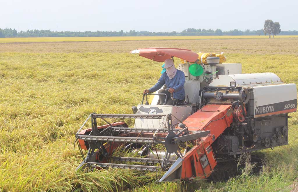 Tháo gỡ khó khăn, hỗ trợ doanh nghiệp thu mua lúa Đông Xuân
