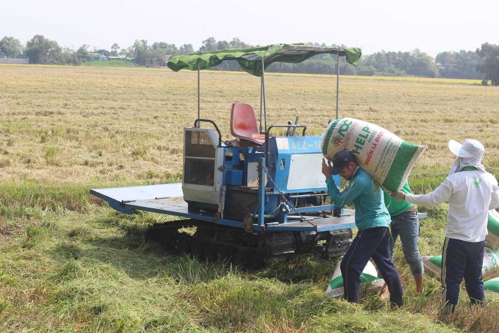 Tháo gỡ khó khăn, hỗ trợ doanh nghiệp thu mua lúa Đông Xuân